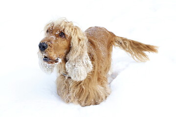 English cocker spaniel red dog friend winter