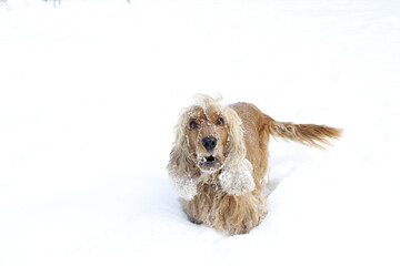 English cocker spaniel red dog friend winter