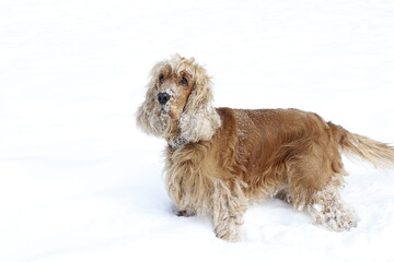 English cocker spaniel red dog friend winter