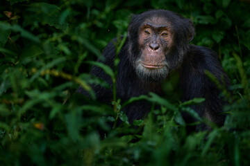 Chimpanzee, Pan troglodytes, on the tree in Kibale National Park, Uganda, dark forest. Black monkey in the nature, Uganda in Africa. Chimpanzee in habitat, wildlife nature. Monkey primate resting.