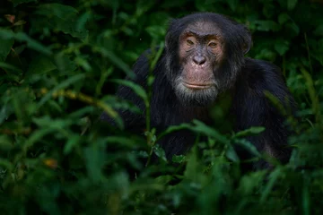 Foto auf Acrylglas Chimpanzee, Pan troglodytes, on the tree in Kibale National Park, Uganda, dark forest. Black monkey in the nature, Uganda in Africa. Chimpanzee in habitat, wildlife nature. Monkey primate resting. © ondrejprosicky