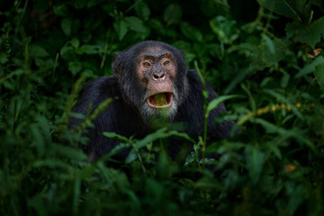 Chimpanzee, Pan troglodytes, on the tree in Kibale National Park, Uganda, dark forest. Black monkey in the nature, Uganda in Africa. Chimpanzee in habitat, wildlife nature. Monkey primate resting.