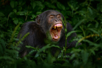 Chimpanzee open muzzle mouth with tooth, tree in Kibale National Park, Uganda, dark forest. Black monkey chimp nature, Uganda in Africa. Chimpanzee habitat, wildlife nature. Monkey primate resting.