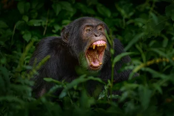 Poster Im Rahmen Chimpanzee open muzzle mouth with tooth, tree in Kibale National Park, Uganda, dark forest. Black monkey chimp nature, Uganda in Africa. Chimpanzee habitat, wildlife nature. Monkey primate resting. © ondrejprosicky