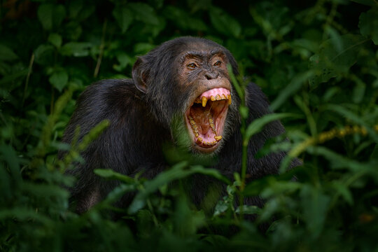 Chimpanzee open muzzle mouth with tooth, tree in Kibale National Park, Uganda, dark forest. Black monkey chimp nature, Uganda in Africa. Chimpanzee habitat, wildlife nature. Monkey primate resting.