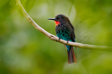 Forest bee eater. Black bee-eater, Merops gularis, bird. African tropical rainforest. Black...