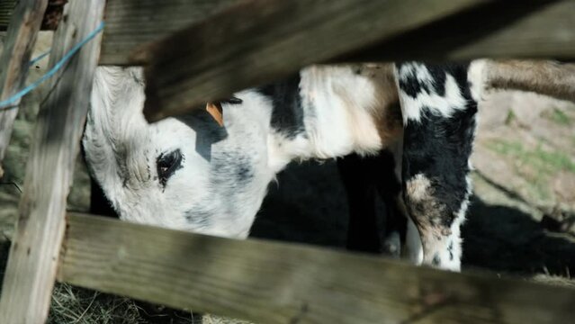 deux vaches broutent paisiblement du foin dans un joli  enclos en bois à la campagne - UHD