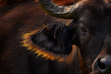 Foto op Canvas Buffelportret, Oeganda. Detail van stier geil hoofd in savanne, Oeganda. Wildlife scene uit de Afrikaanse natuur. Bruine vacht van grote buffels. Hoorn op de grote stierenkop. Close-upportret. © ondrejprosicky