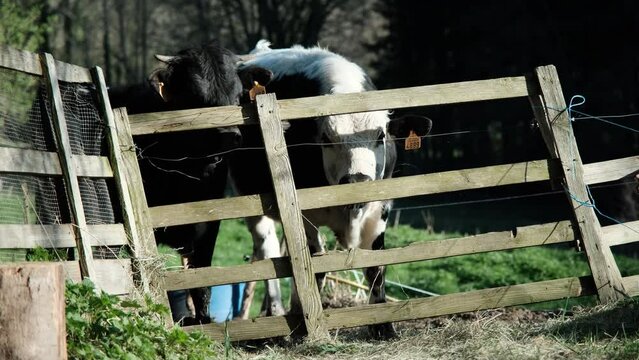 Travelling  - UHD - Deux vaches broutent paisiblement dans joli enclos &agrave; la campagne dans la montagne