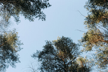 Coniferous forest trees, bottom view. Abstract sky background and branches of firs and firs