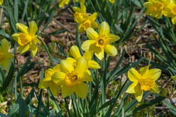 Obraz premium a yellow daffodil garden