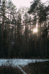 Fototapeta premium beautiful forest landscape, forest in spring