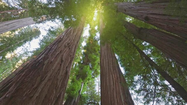 Redwood national park, United States. Camera moves through the forest between huge sequoia trunks. Daytime sun shines from above. Gimbal shot, 4K.