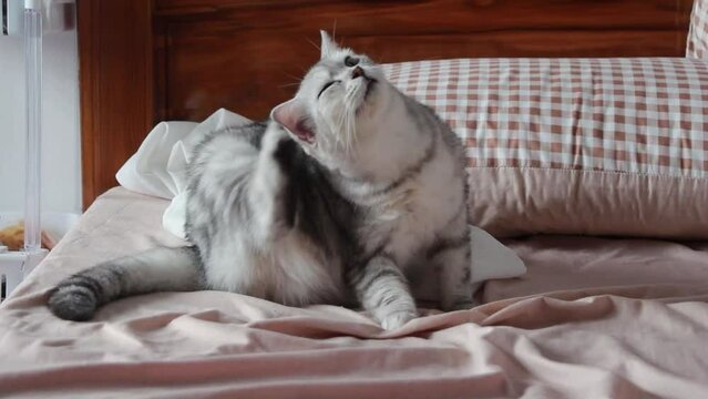 Cat is scratching his ear.