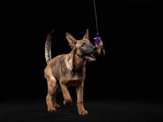 Playful wolfdog puppy. dog on black background in studio