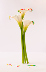 White fresh flowers with dripping paint against bright background. Minimal spring or summer concept. Colorful nature idea.