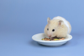 A small beautiful fluffy hamster eats his food from a plate