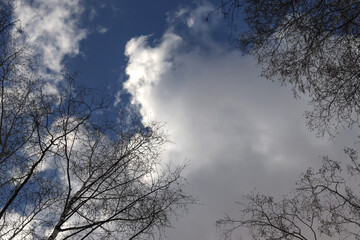 Blue sky through the treetops. Close up. Texture.