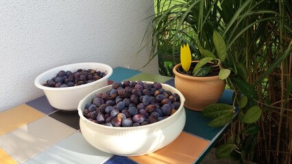 Pflaumen, Zwetschgen, Ernte