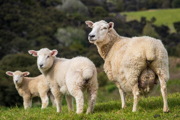 Naklejka na ściany i meble Moutons de Nouvelle Zélande 