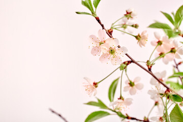 Obraz na płótnie Canvas Twigs of blossoming cherry on a white background with copy space. Spring flower bouquet. Close-up. Interior decor. Elegant business card mockup. Mothers day postcard. Freshness. Minimalist. Gardening