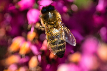 Biene Makro Nahaufnahme