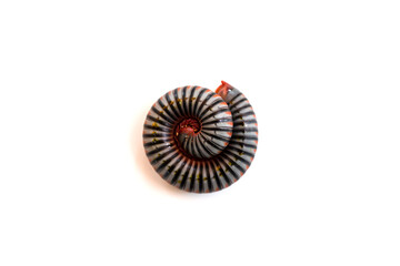 A coiled millipede on white background.