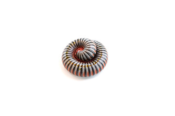 A coiled millipede on white background.	