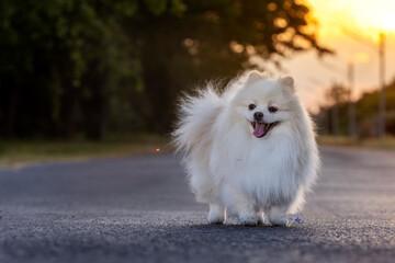 A white Japanese Spitz dog sticking out tongue for to cool the heat from the inside and sitting among the white flowers in the sunset time.