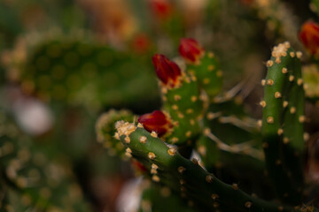 Fruits and flowers of fig opuntia (prickly pear cactus). Red flowers, fruits and spines on blurry background. 