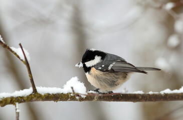 Coal tit (Periparus ater) sitting on a branch in winter season.