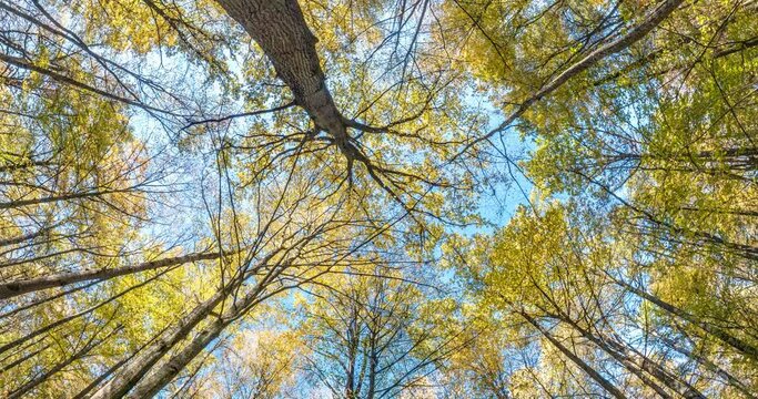 fast rotate and revolve and looking up into autumn forest with trees growing in blue sky