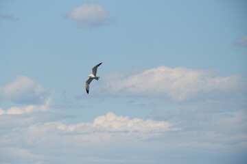 seagull flying over the sea