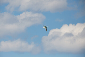 seagull flying over the sea