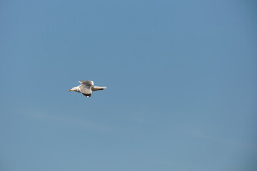 seagull flying over the sea