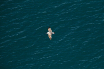 seagull flying over the sea