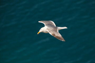 seagull flying over the sea