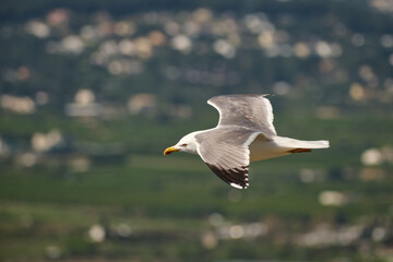 Fototapeta premium seagull flying over the sea