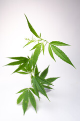 green cannabis bush on a white background