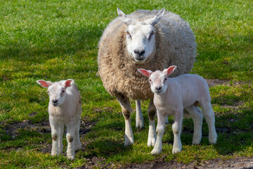 Obraz premium Mother sheep and a pair of white fluffy lambs in the meadow 