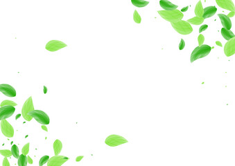 Green Leaf Background White Vector. Foliage Concept Card. Blend Texture. Greenish Clean Frame. Sheet Selective.
