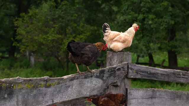Chicken's family. Caring chicken protecting her small fluffy yellow and brown baby chickens walking freely on meadow field outbuilding on animal ranch. Cute happy livestock bird family on farm.