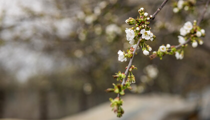 photos of flowering apricot tree and apricot flowers Concept: spring, fruits, healthy food
