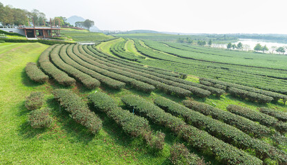 tea plantation singha park, chaing rai, thailand