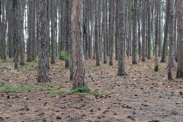 Fototapeta premium Close up of some pine trees on a plantation, Gold Coast, Australia