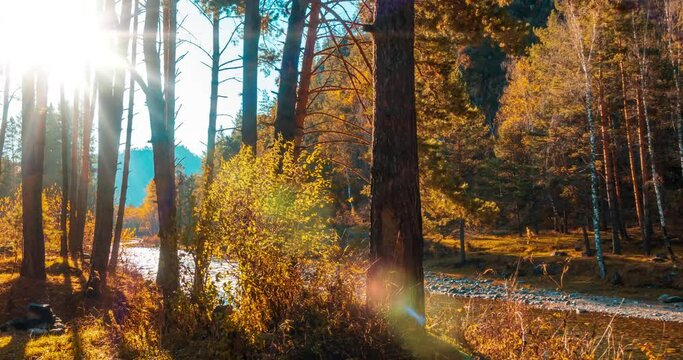 4k mountain evergreen pine tree forest timelapse at the summer or autumn time. Wild nature, clear water and rural valley. Sun rays, small creek, river and yellow grass. Motorised dolly slider movement