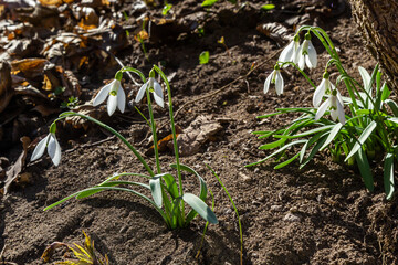 White snowdrop flower, close up. Galanthus blossoms illuminated by the sun in the green blurred background, early spring. Galanthus nivalis bulbous, perennial herbaceous plant in Amaryllidaceae family