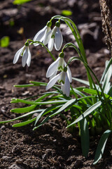 Early spring snowdrops, Galanthus nivalis, selective focus and diffused background