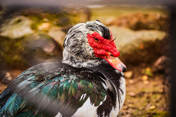 Muscovy duck, Cairina moschata, a domesticated duck