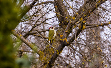 a green woodpecker (Picus Viridis) perched high on the side of a tree